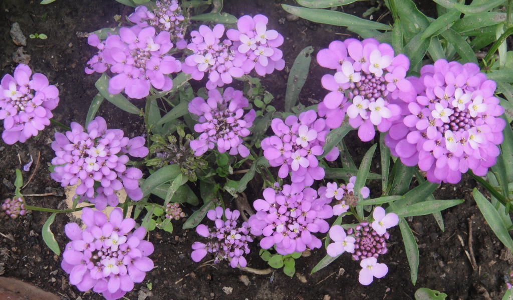 Красивые цветы иберис на поляне