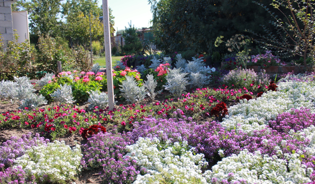 На поляне красивые цветы алиссум