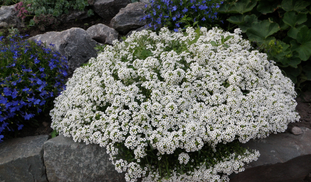 Красивые цветы алиссум на поляне