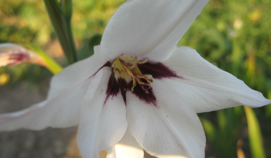 На поляне красивые цветы ацидантера