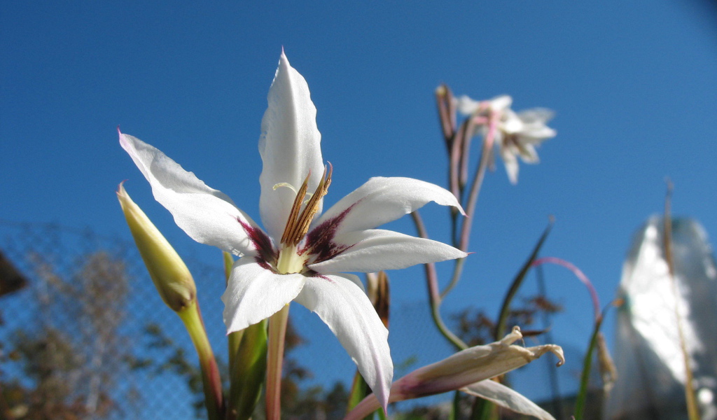 Красивые цветы ацидантера на поляне