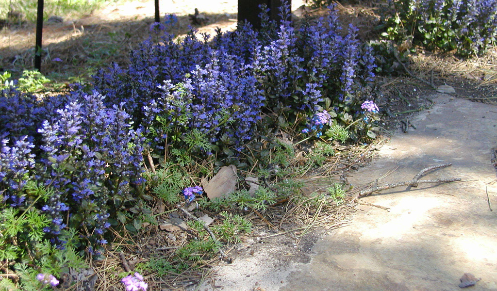 На поляне красивые цветы аюга