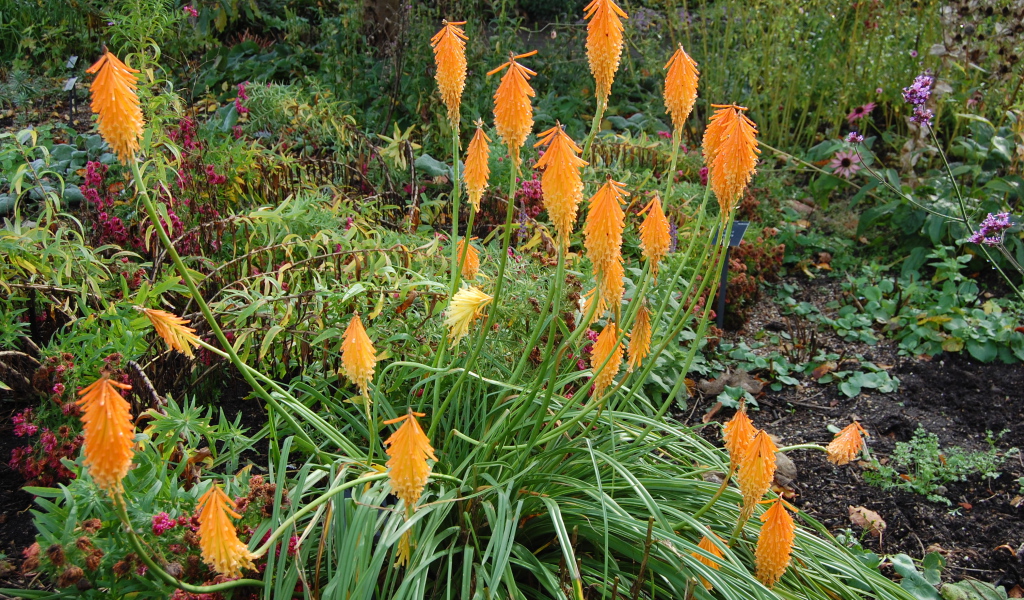 На поляне красивые цветы кникофия