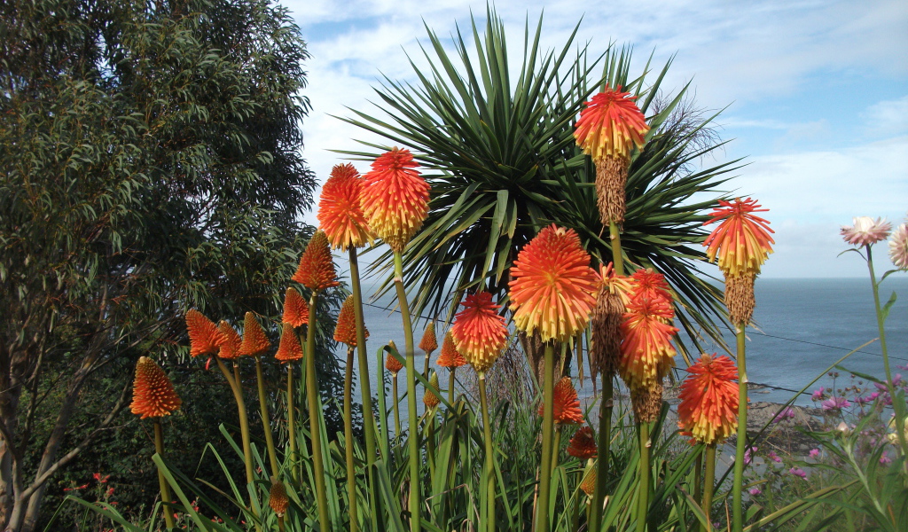 Красивые цветы кникофия на поляне