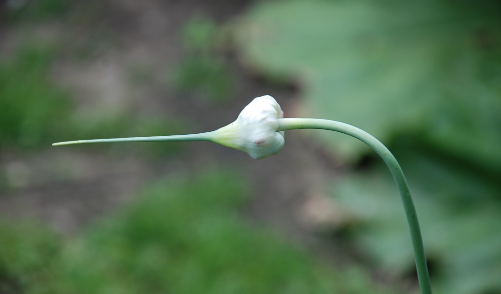 На поляне красивые цветы нектароскордум 