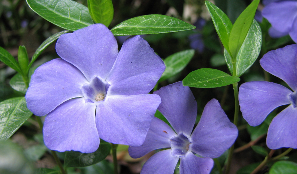 На поляне красивые цветы барвинок