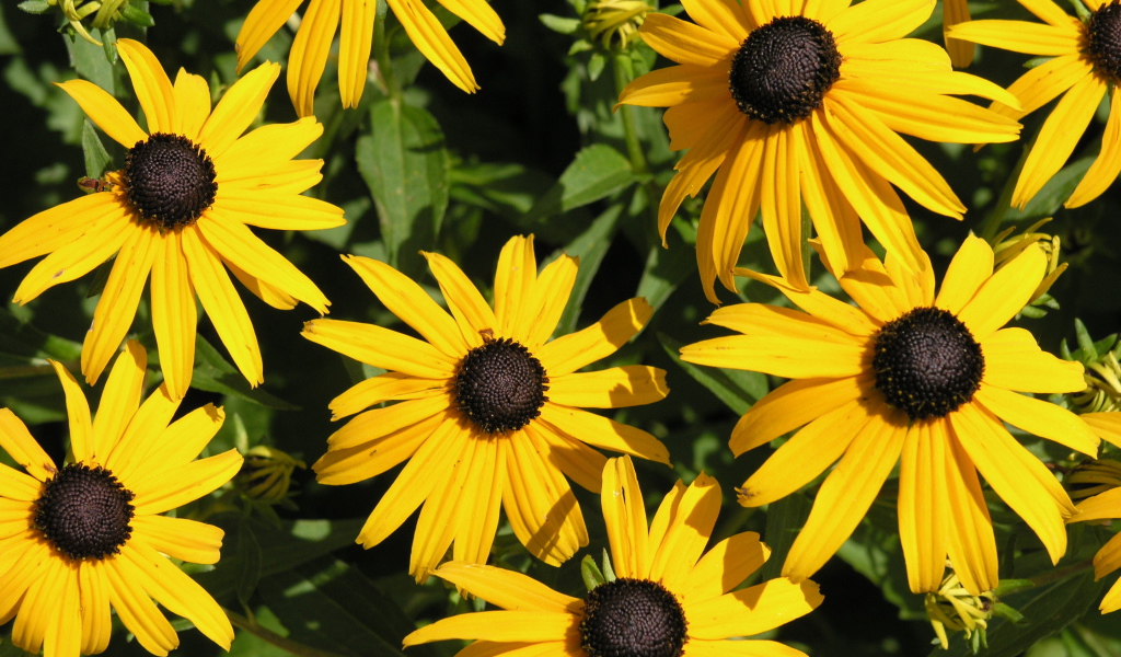 На поляне красивые цветы рудбекия