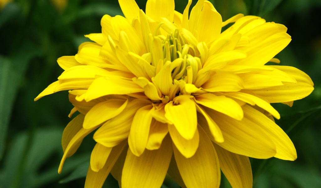 Красивые цветы рудбекия на поляне