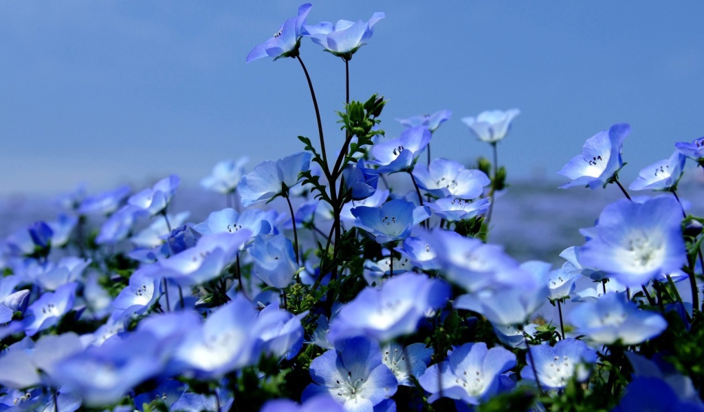 На поляне красивые цветы вероника