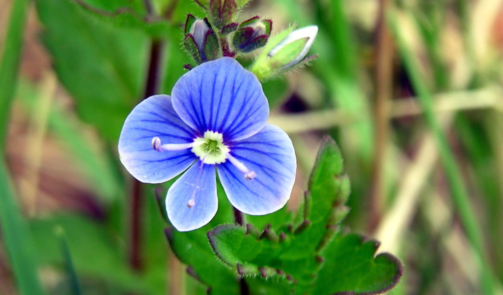 Красивые цветы вероника на поляне