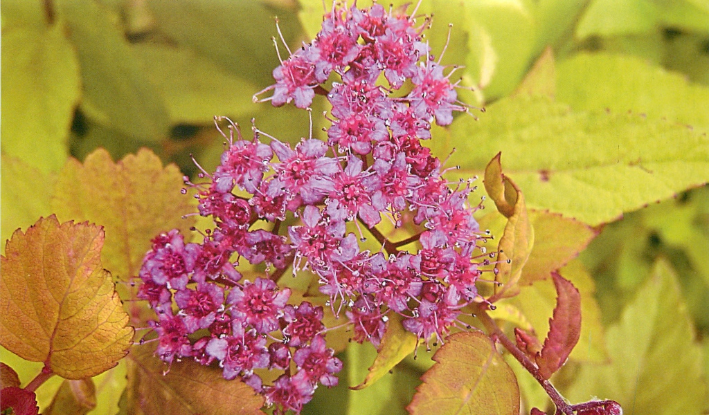 На поляне красивые цветы спирея