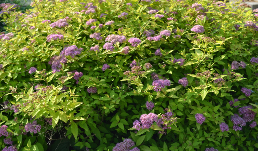 Красивые цветы спирея на поляне