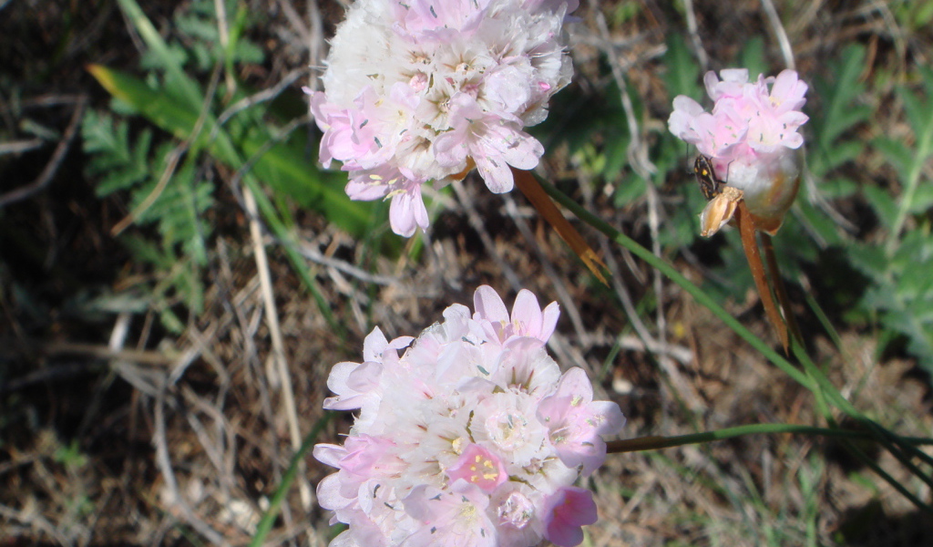 На поляне красивые цветы армерия