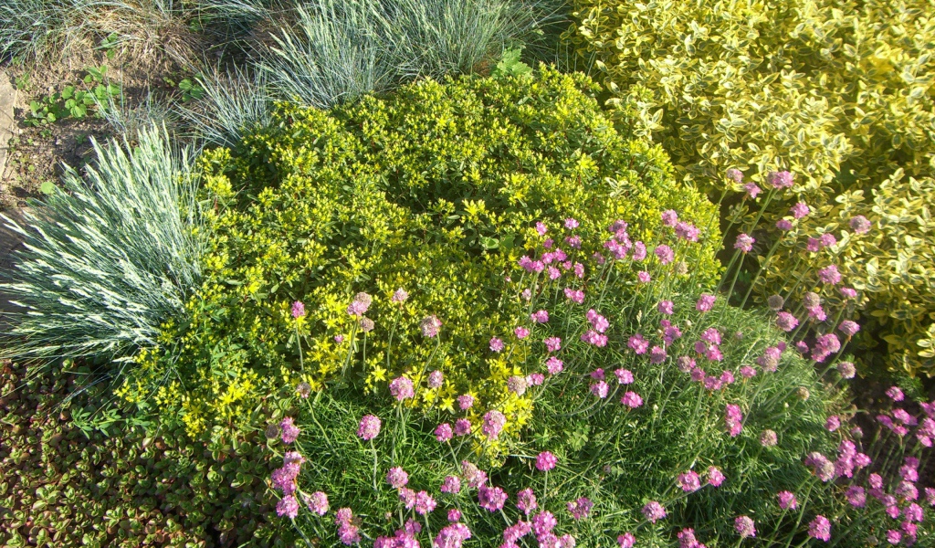 Красивые цветы армерия на поляне