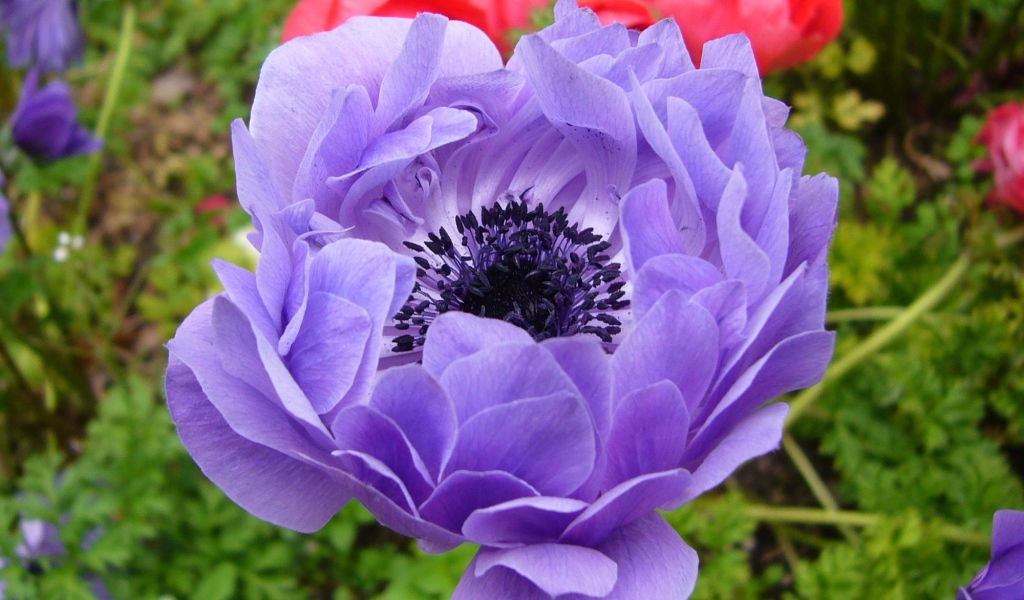 На поляне красивые цветы анемона