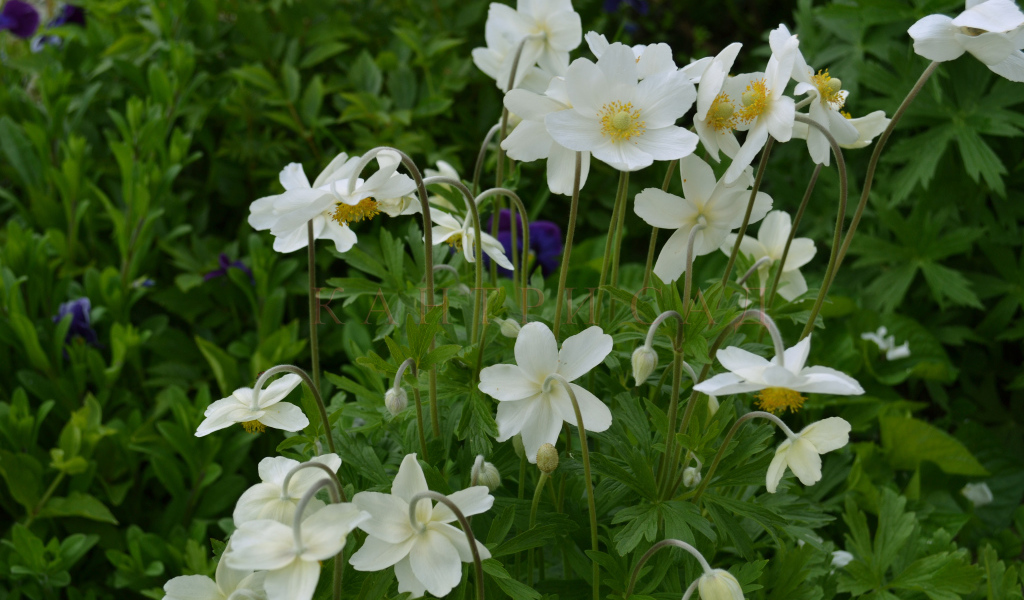 Красивые цветы анемона на поляне