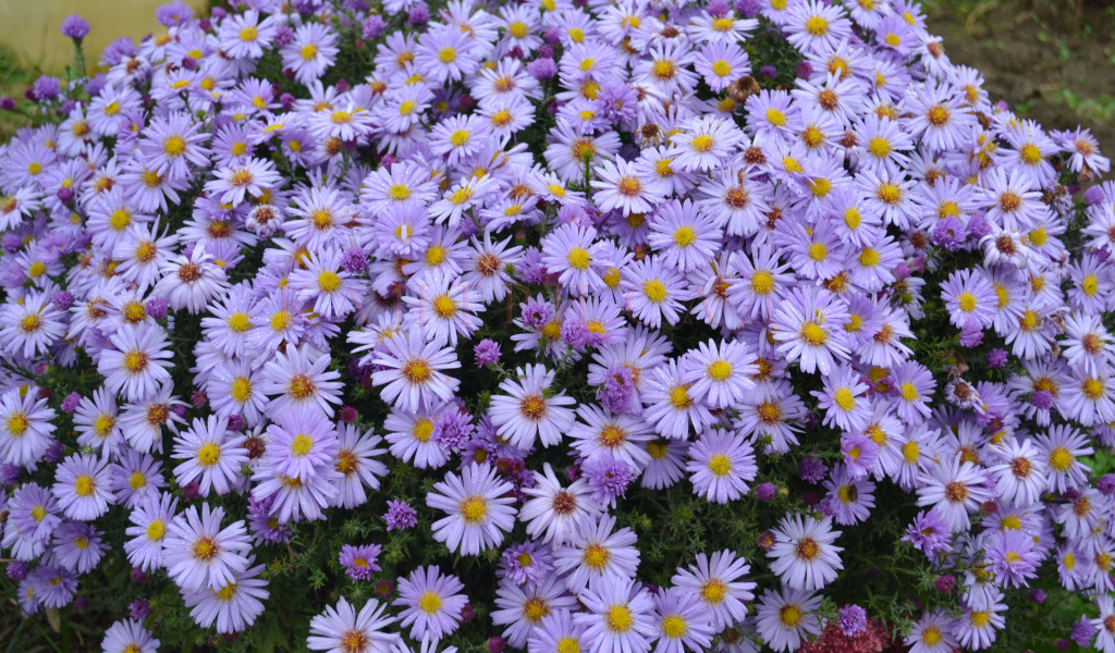 На поляне красивые цветы астра