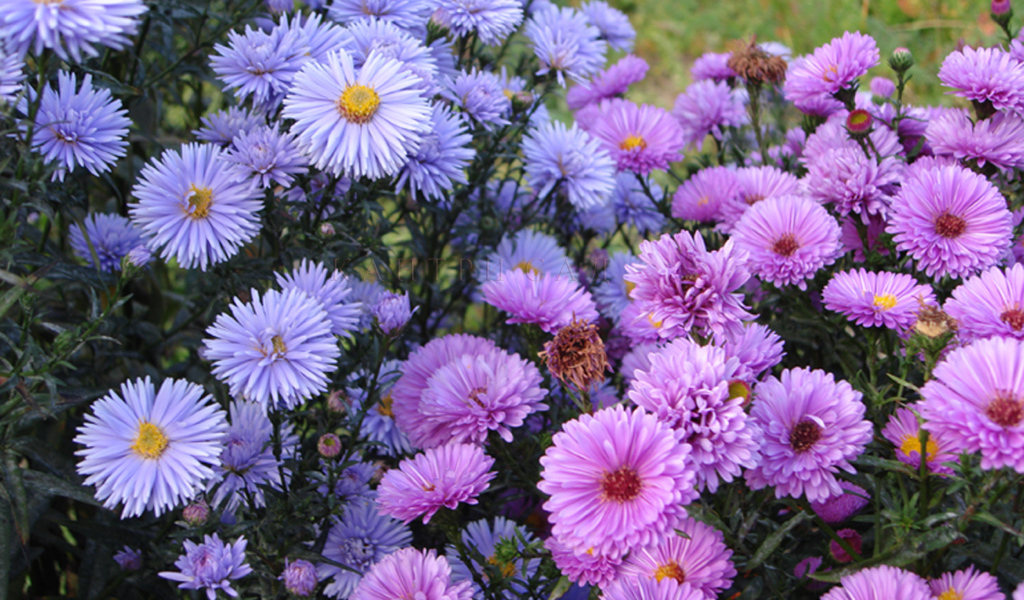 Красивые цветы астра на поляне