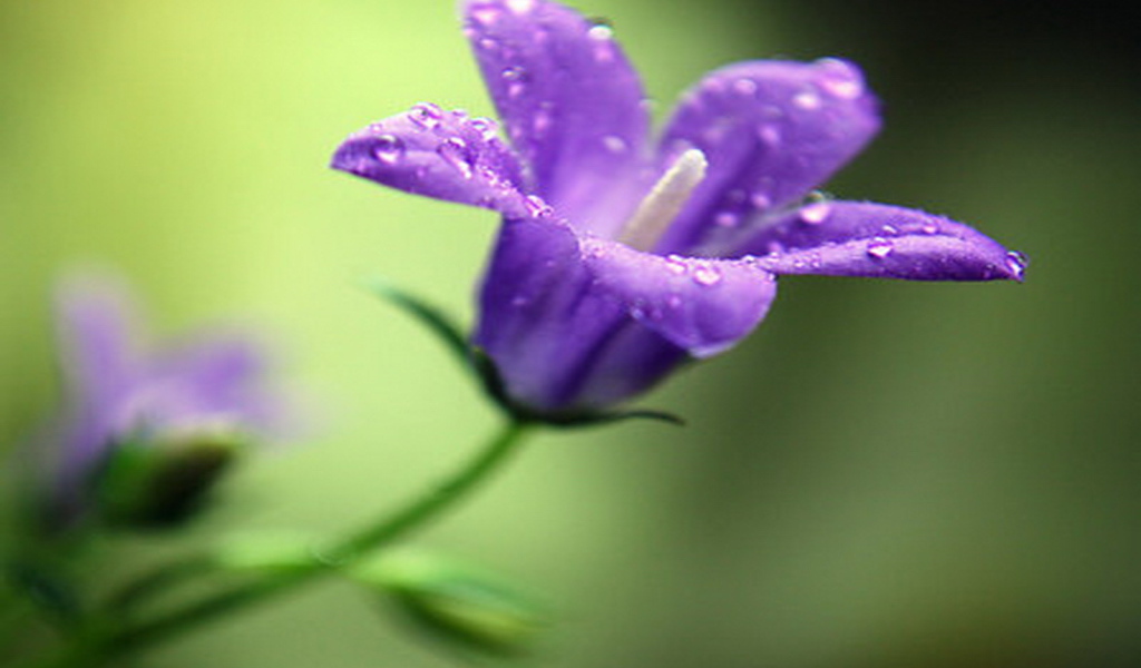 На поляне красивые цветы колокольчики