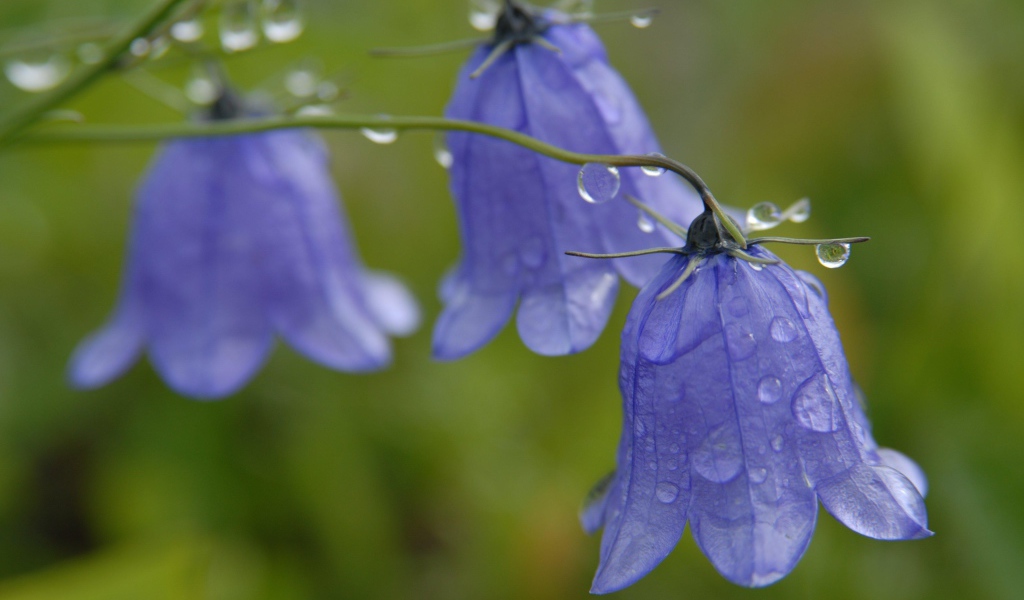 На поляне красивые цветы колокольчики