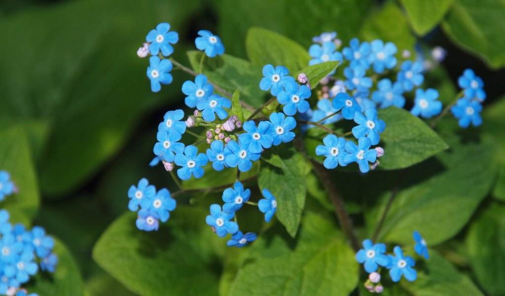 Красивые цветы растения бруннера