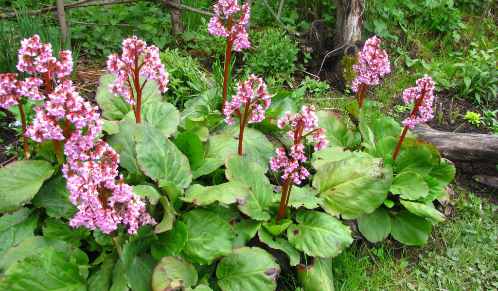 Красивые цветы растения бадан