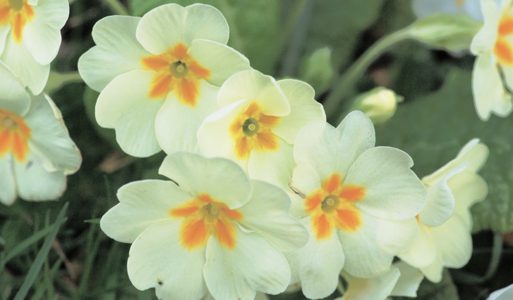 Красивые цветы растения резуха