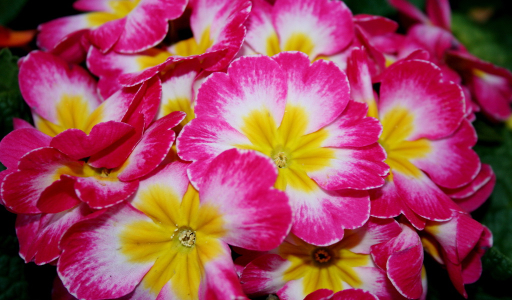 Красивые цветы примула на клумбе в саду