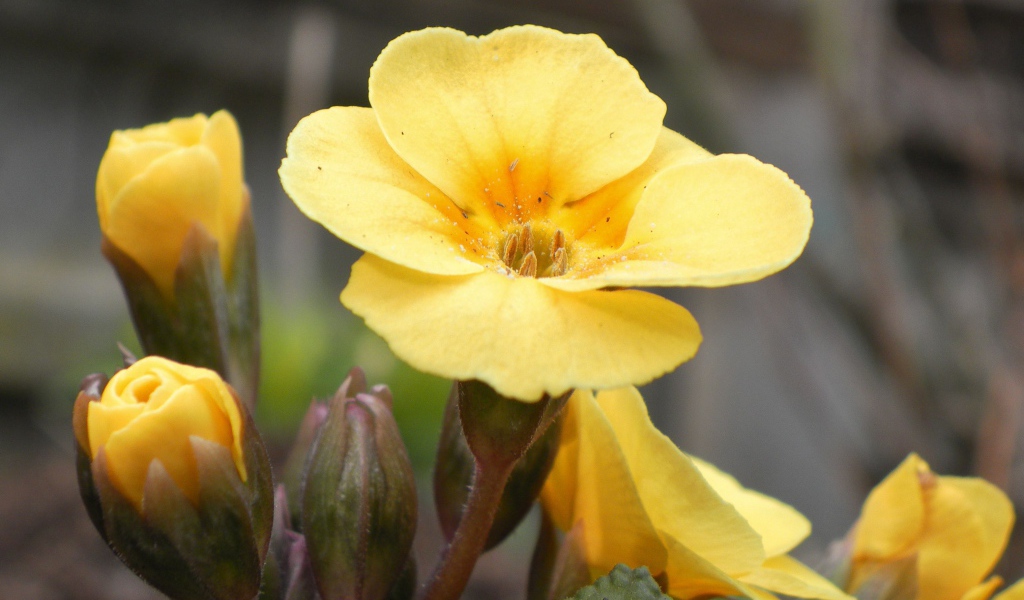 Красивые цветы примула на поляне