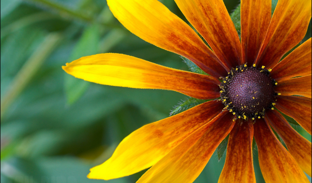 Красивые цветы рудбекия