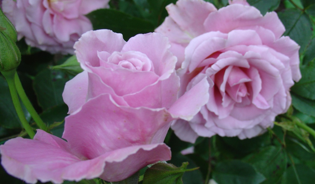 Красивые цветы кустарниковые розы на поляне