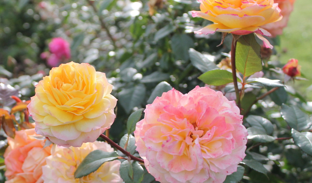 Красивые цветы кустарниковые розы на клумбе в саду