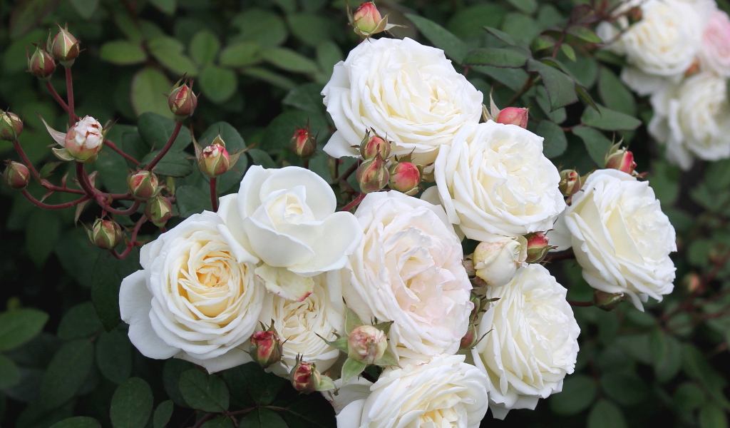 Красивые цветы кустарниковые розы в парке