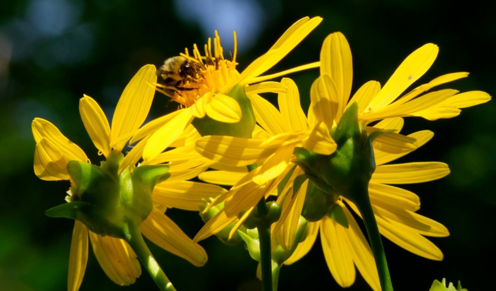 Красивые цветы венидиум (астровые) в саду