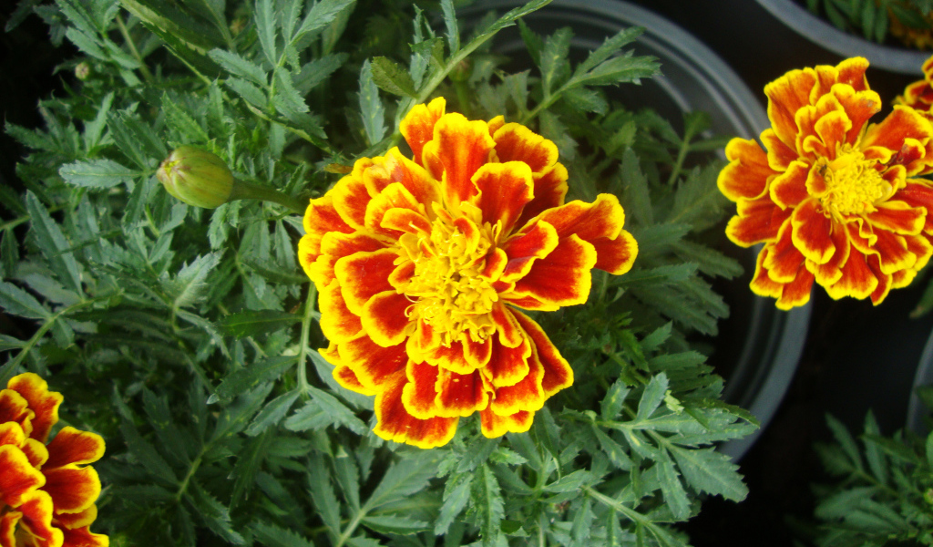 Красивые цветы венидиум (астровые) в парке