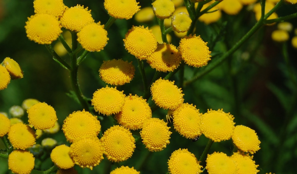 Красивые цветы венидиум (астровые) на поляне