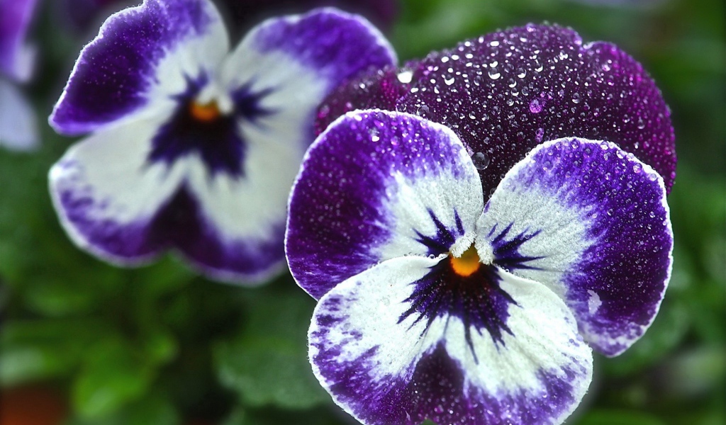 Красивые цветы виола (фиалка,анютины глазки)  в саду