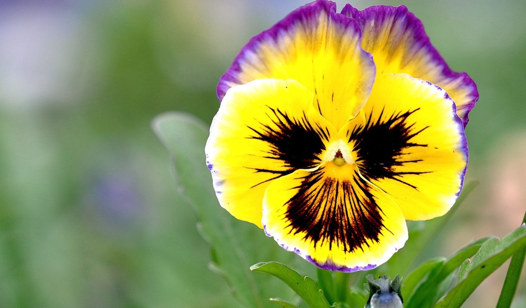 Красивые цветы виола (фиалка,анютины глазки)  на поляне