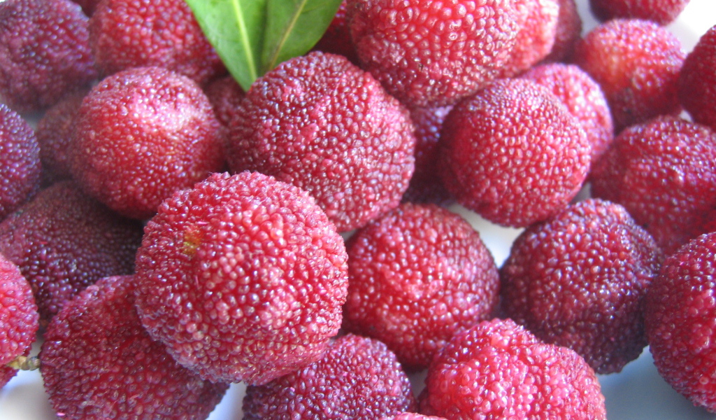 Красивые плоды растения восковник