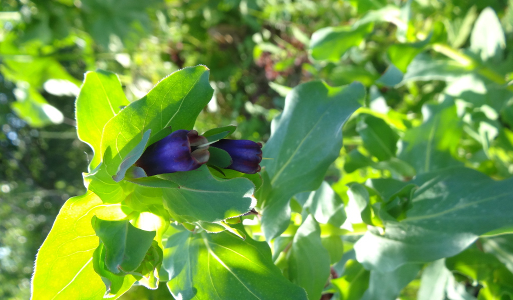 Красивый восковник на дачном участке