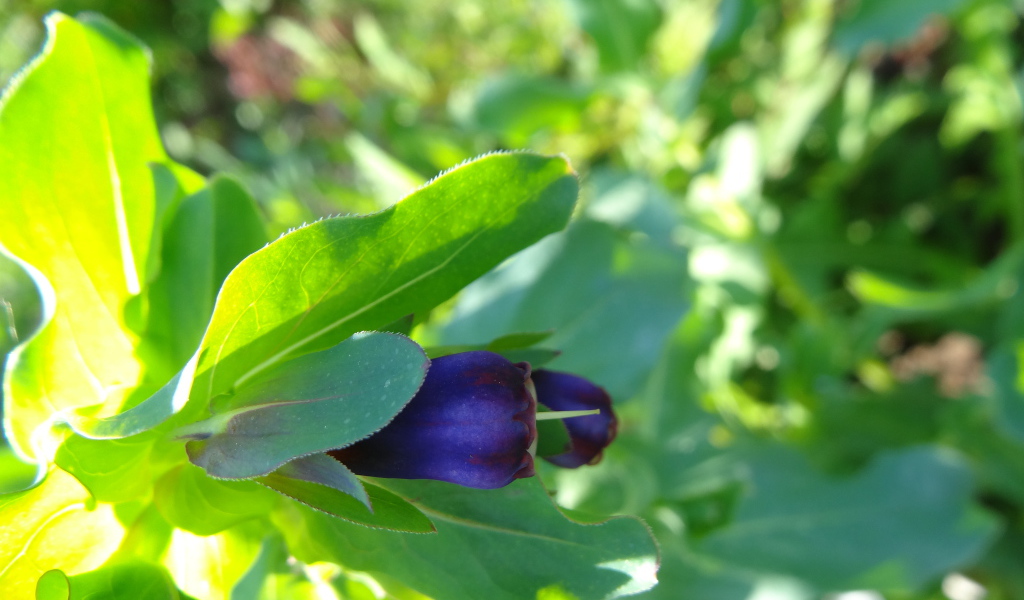 Красивый восковник в саду