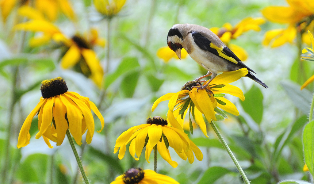 Красивая рудбекия в саду