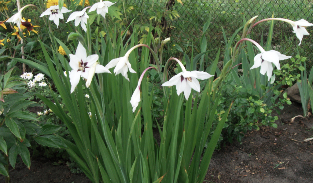 Красивая ацидантера в саду