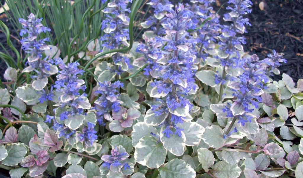 Красивая аюга в саду