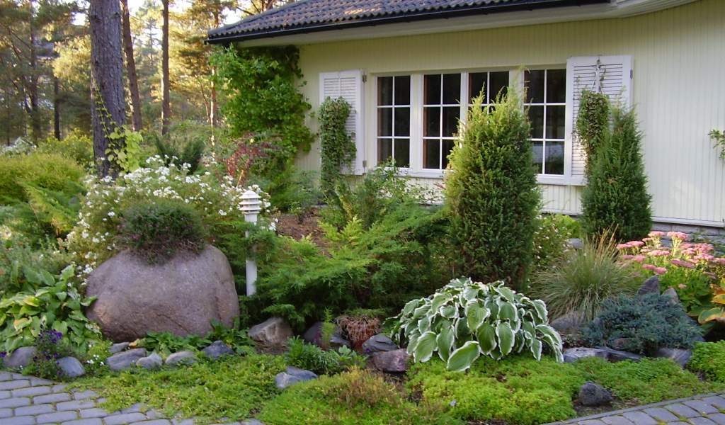 Красивая хоста в саду