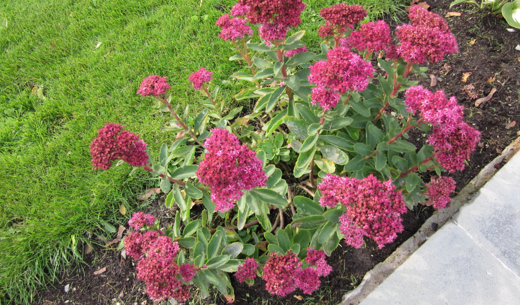 Красивый седум в саду