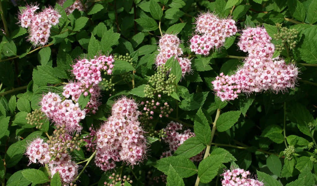 Красивая спирея в саду