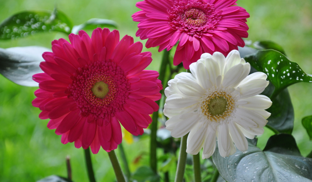 Красивая гербера на дачном участке