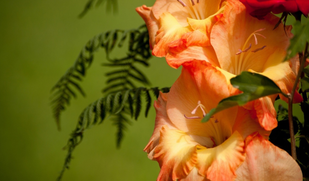 Красивые цветы гладиолус в саду