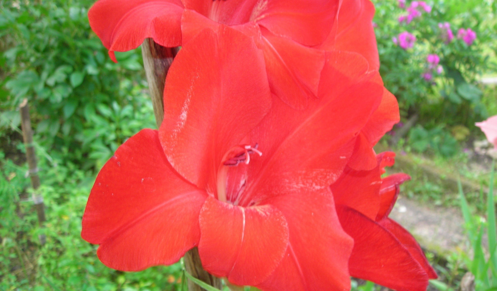 Красивые цветы гладиолус в парке